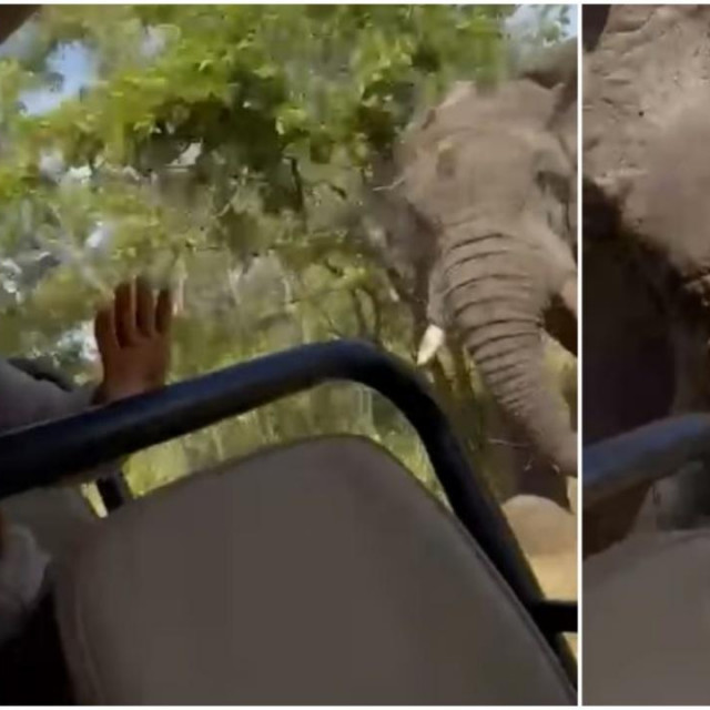 Snimka napada slona u Zambiji