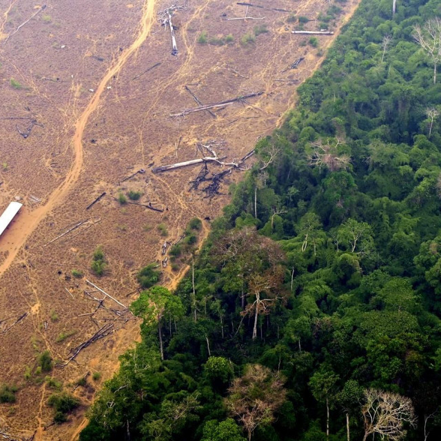 Sječa šuma u Brazilu; ilustracija