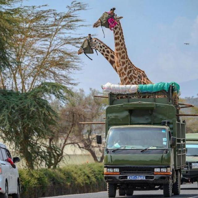 Prijevoz žirafa