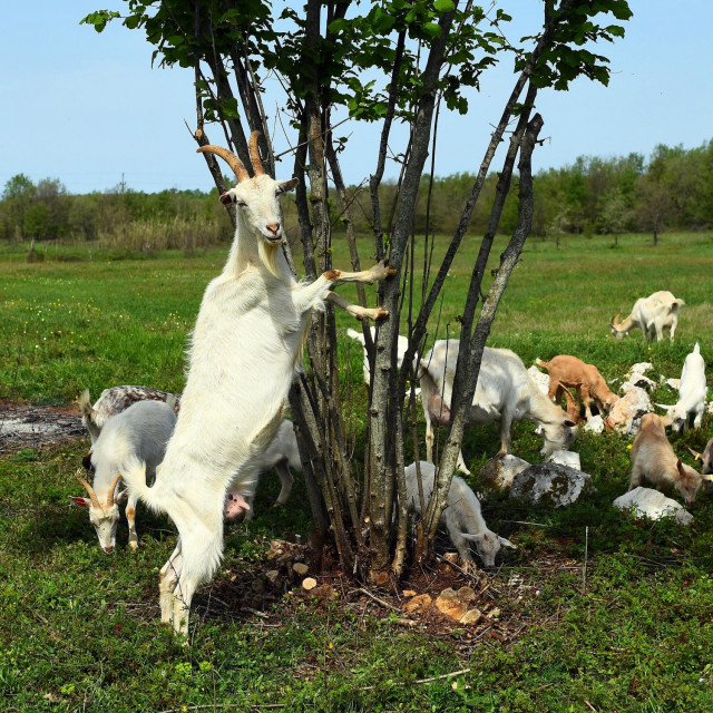 Istarska koza na imanju Ivana Milohanića
 