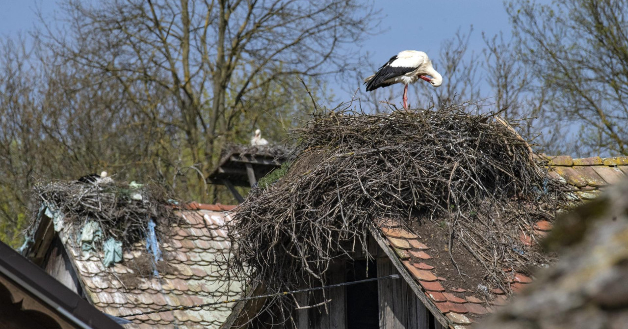 Jutarnji list - Lonjsko polje poznato je po svojim rodama, no tamo rado ...