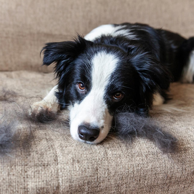 Funny portrait of cute puppy dog border collie with fur in moulting lying down on couch. Furry little dog and wool in annual spring or autumn molt at home indoor. Pet hygiene allergy grooming concept
