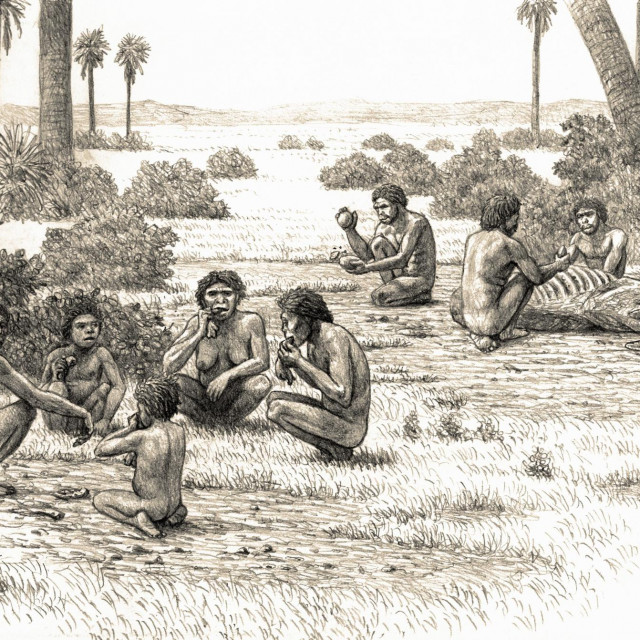 Homo habilis, ilustracija