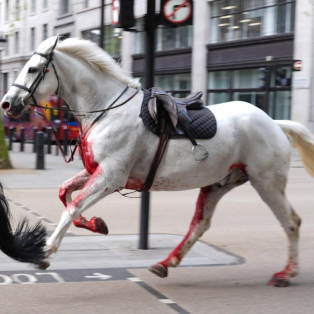 Okrvavljeni konj na ulicama Londona