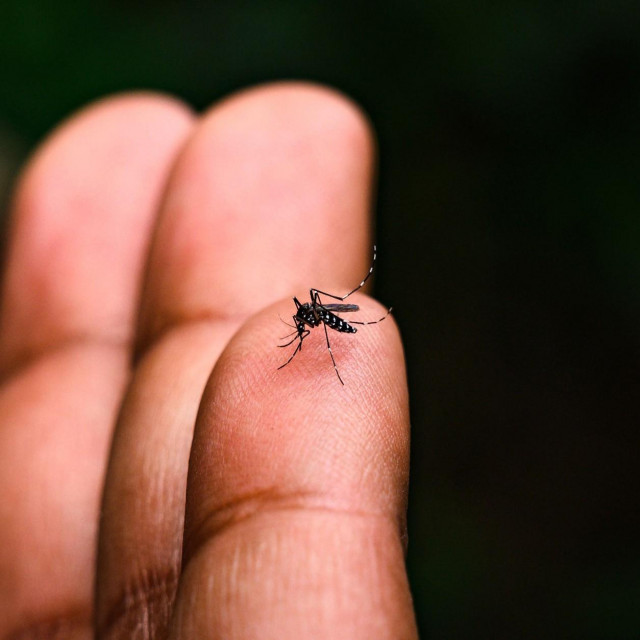 Azijski tigrasti komarac (ilustrativna fotografija)