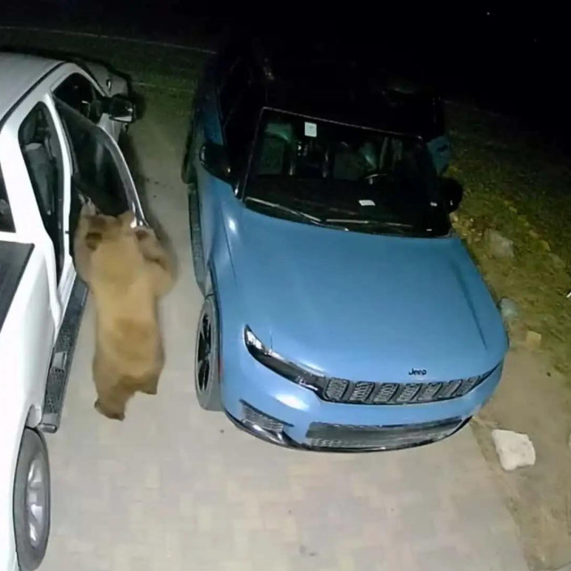 Medvjedi provaljuju u auto