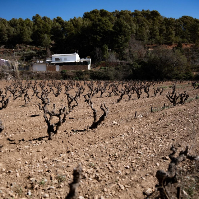 Vinogradi u španjolskoj regiji Penedes