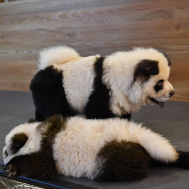 Prije nekoliko godina psi su obojeni u pande kako bi privukli posjetitelje u jedan kineski kafić