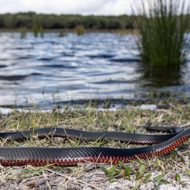 Red-bellied black snake u prirodi