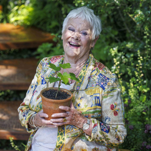 Judi Dench živi na selu