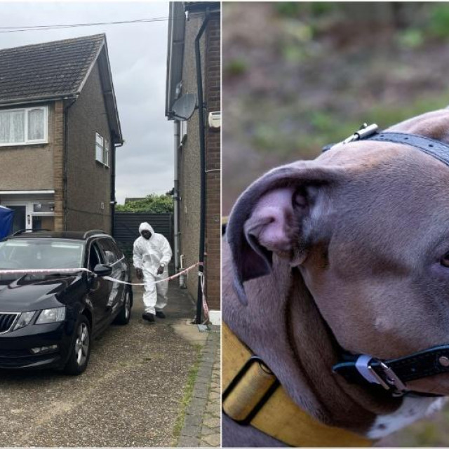 Policijski kordon u Cornwall Closeu, Hornchurchu, istočnom Londonu, gdje su vlasnicu psa nasmrt izmrcvarila njezina dva registrirana XL nasilnika u posljednjoj tragediji koja uključuje zabranjenu pasminu. Žena, u dobi od 50 godina, smrtno je napadnuta nešto poslije 13 sati u ponedjeljak.