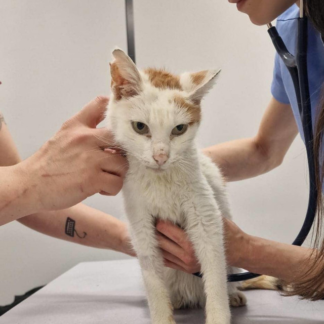 Mačka Korana na pregledu kod veterinara
 
