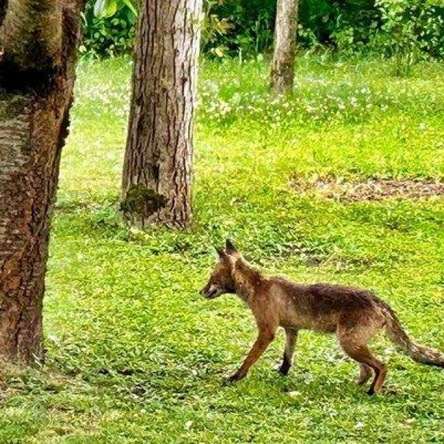 Lisica u dvorištu