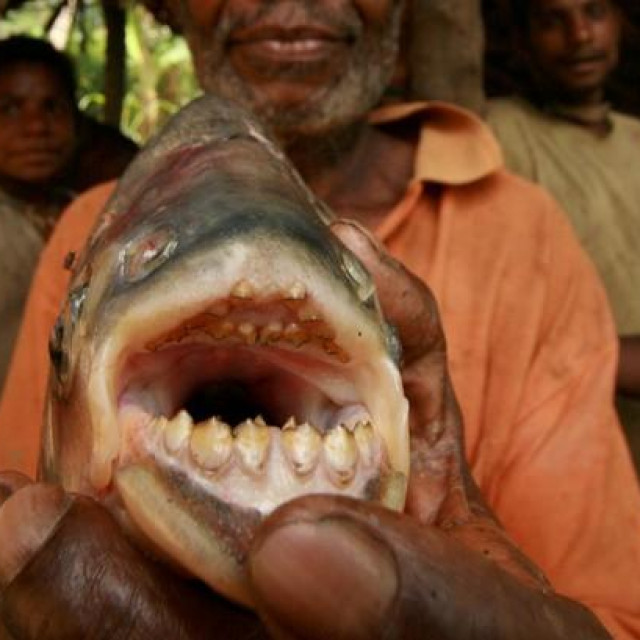 Riba pacu poznata je po svojim ‘ljudskim‘ zubima, ilustracija