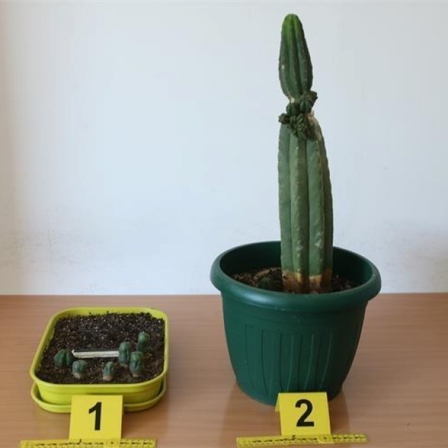 Kaktusi koji sadrže koje sadrže alkaloidni psihodelik