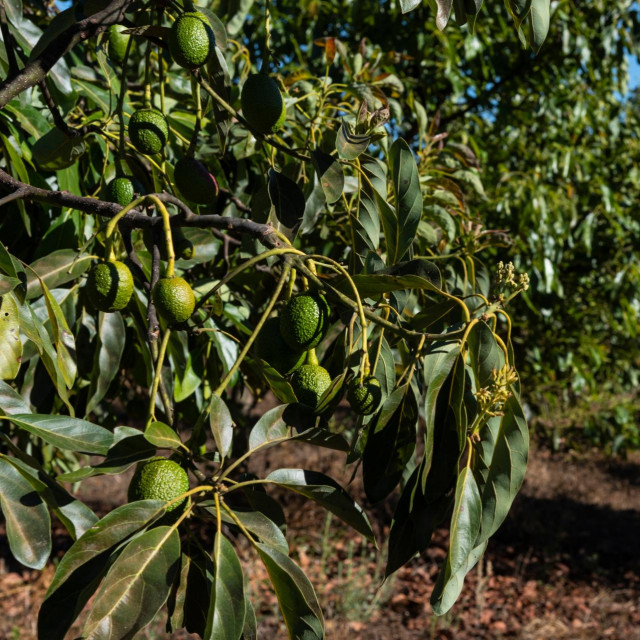 Avocado orchard, avocadoes riping on big avocado tree.