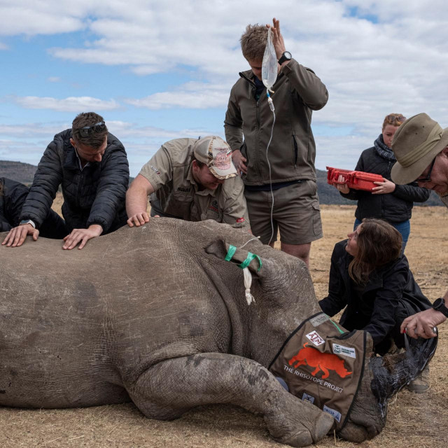 TOPSHOT - A sedated rhinoceros lies unconscious as professor James Larkin (R) from the University of the Witwatersrand‘s Radiation and Health Physics Unit (RHPU) uses a can of identification spray (DataDot) after carefully implanting dosed and calculated radioisotopes into it�s horns along with other Rhisotope Project members at an undisclosed location in the Waterbury UNESCO biosphere in Mokopane on June 25, 2024. South African scientists on Tuesday injected radioactive material into live rhino horns to make them easier to detect at border posts in a pioneering project aimed at curbing poaching.
The country is home to a large majority of the world‘s rhinos and a hotspot for poaching, which is driven by demand from Asia, where horns are used in traditional medicine for their supposed therapeutic effect. At the Limpopo rhino orphanage in the Waterberg area, northeast of the country, a few of the thick-skinned herbivores grazed in the low savannah. (Photo by EMMANUEL CROSET/AFP)