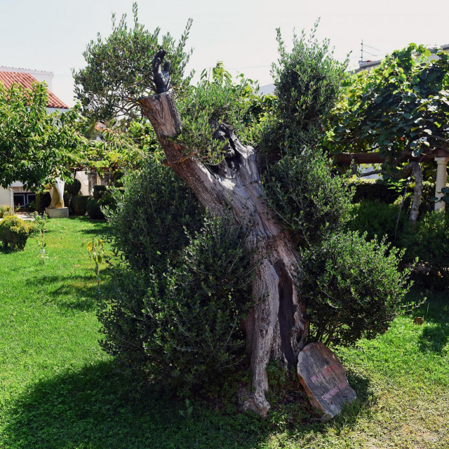 Getsemanski vrt vodickog umjetnika Josipa Matese - prizor skulpture Krista u zivoj maslini.
 