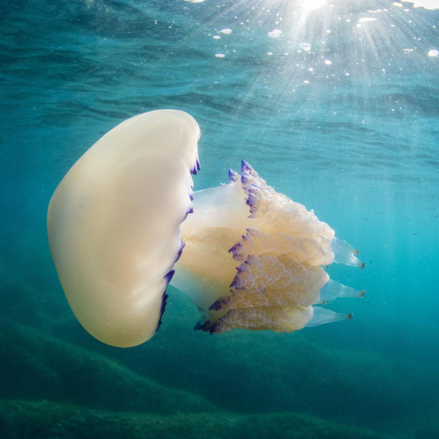 Meduza Rhizostoma pulmo (Morska pluća) može narasti i do 60 centimetara i težiti prekodeset kilograma. Ova je snimljena u akvatoriju Rovinja