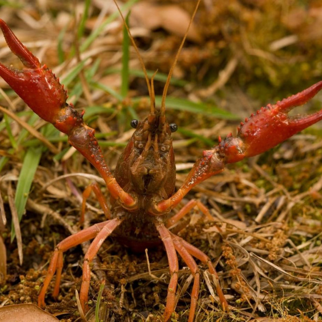 Louisiana crawfish