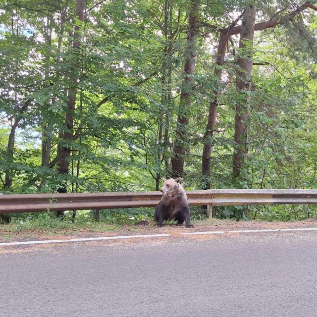 medvjed uz cestu Transfagarašan