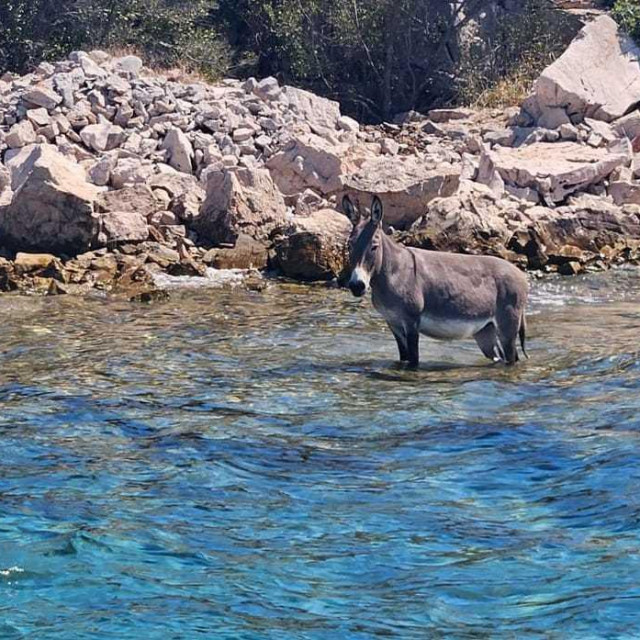 Magarac na otoku Lavdara Mala