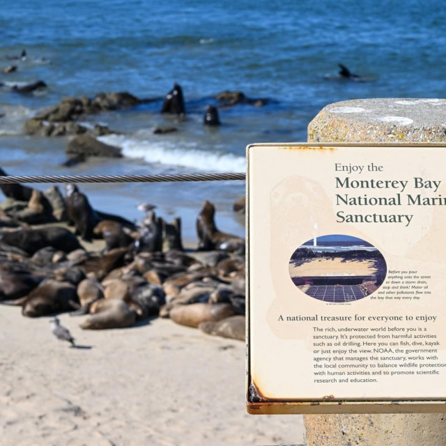 MONTEREY, CALIFORNIA - AUGUST 20: Hundreds of sea lions lay at the San Carlos beach in Monterey, California, United States on August 20, 2024. Tayfun Coskun/Anadolu/ABACAPRESS.COM,Image: 900319815, License: Rights-managed, Restrictions:, Model Release: no, Credit line: AA/ABACA/Abaca Press/Profimedia