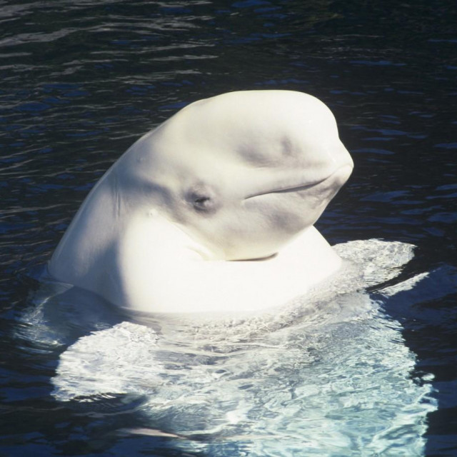 Beluga, ilustracija