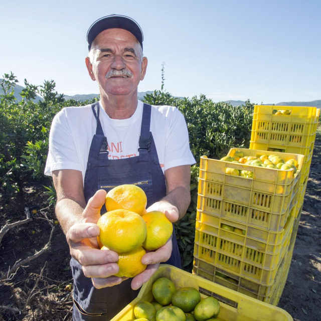 Niko Kapović, jedan od najboljih poznavatelja tržišta mandarina i uzgajivač