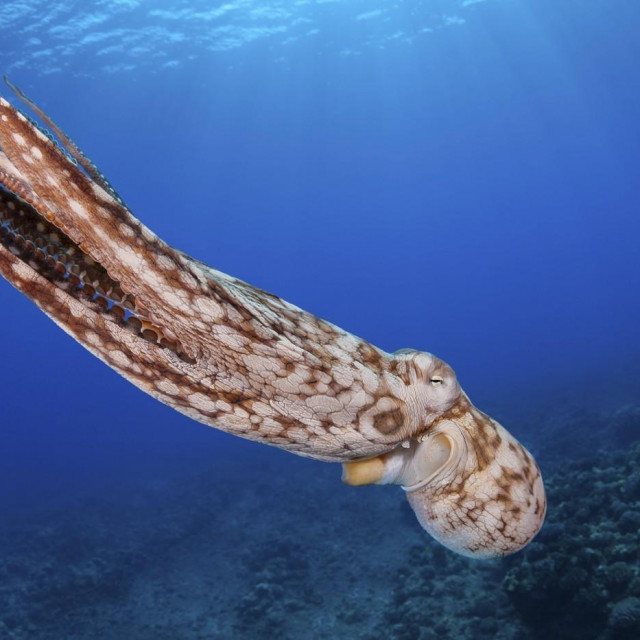 Octopus cyanea