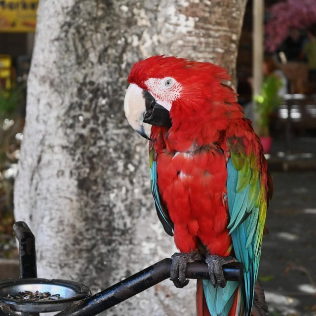 Griechische Inseln. Insel Rhodos, Griechenland. Papagei in einem Park in Rhodos-Stadt *** Greek islands Rhodes island, Greece Parrot in a park in Rhodes town,Image: 910035297, License: Rights-managed, Restrictions: imago is entitled to issue a simple usage license at the time of provision. Personality and trademark rights as well as copyright laws regarding art-works shown must be observed. Commercial use at your own risk., Model Release: no, Credit line: Manfred Segerer/imago stock&people/Profimedia