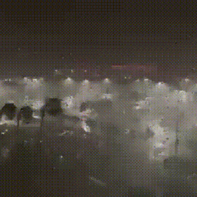 Prizori iz Floride