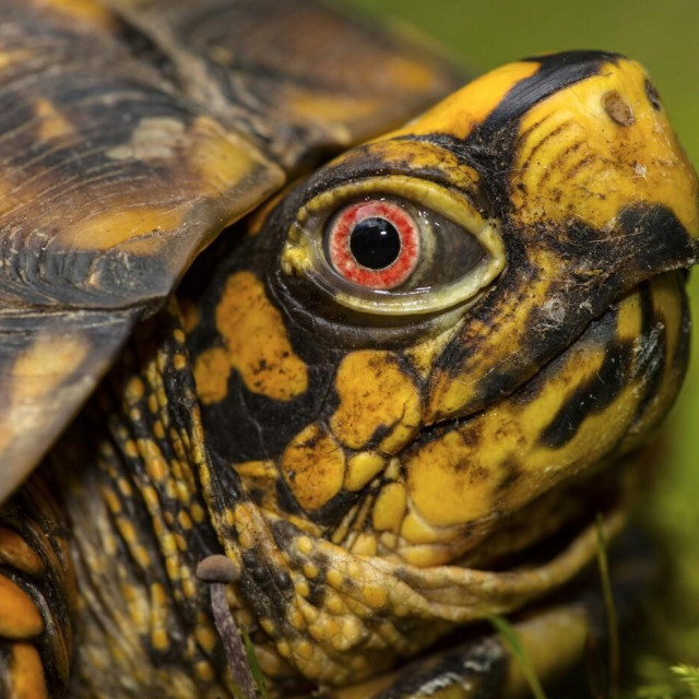 Eastern box turtles 