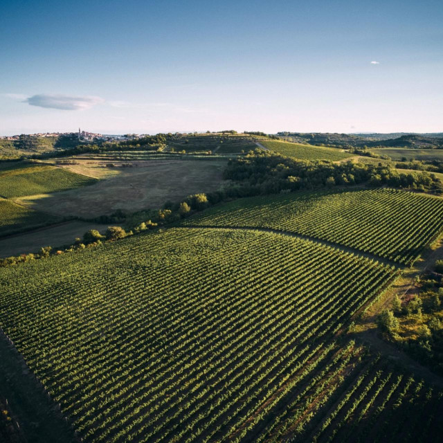 Vinogradi Veralda