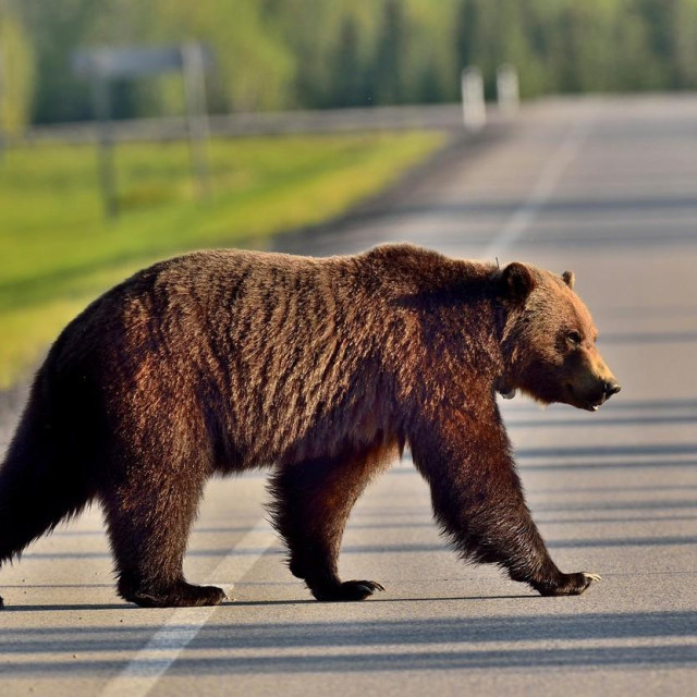 Grizli, Ilustrativna fotografija