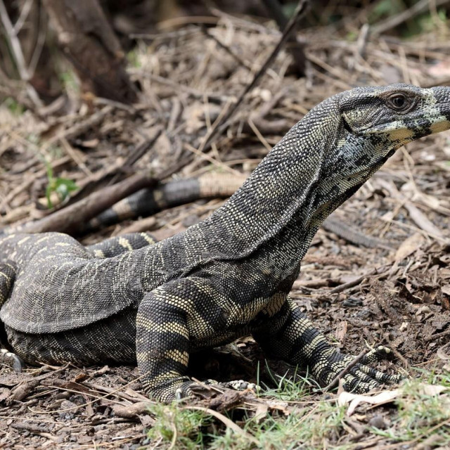 Lace monitor, ilustrativna fotografija