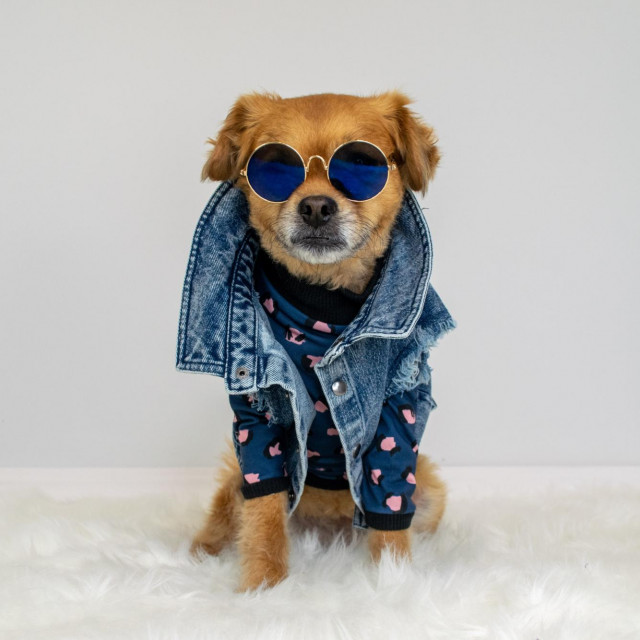 Cute dog wearing denim vest and sunglasses