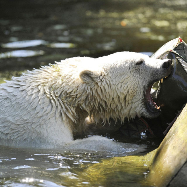 Legendarni polarni medvjed Knut