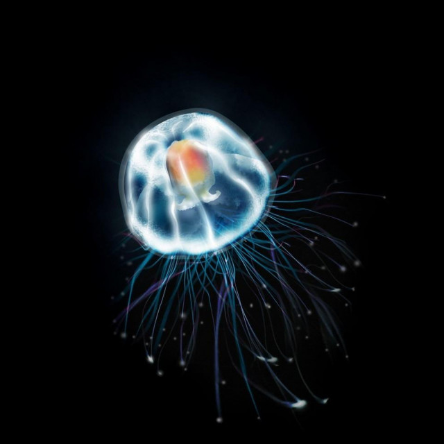 Turritopsis dohrnii