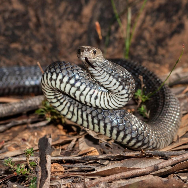 Estern brown snake, ilustrativna fotografija