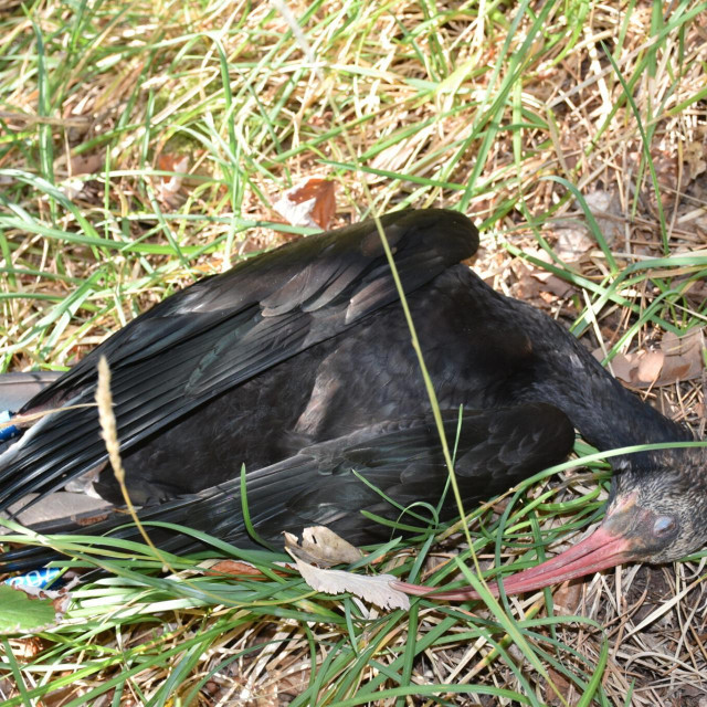 Stradali ibis