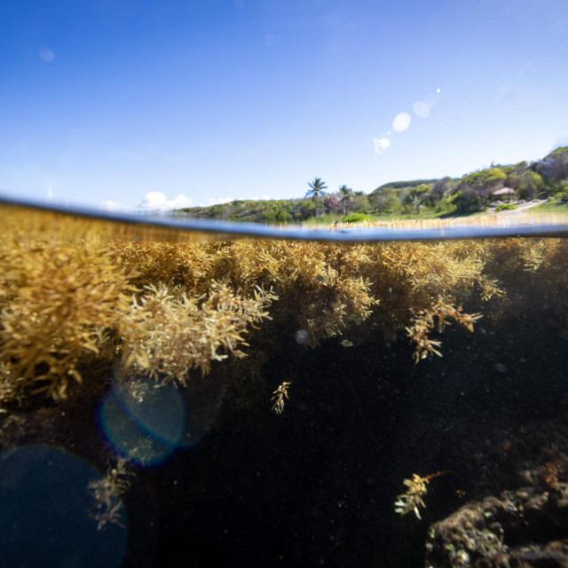 Alga sargassum