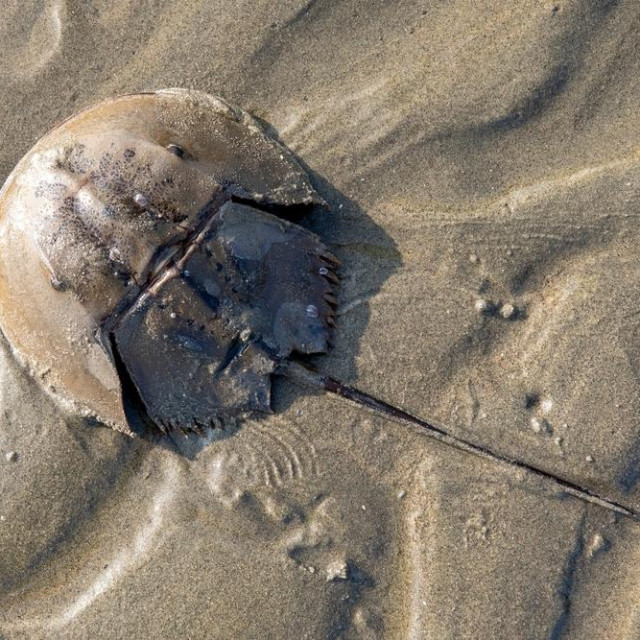 Horseshoe crab