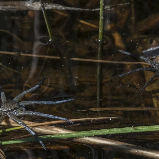 Dolomedes plantarius (lijevo) i Dolomedes fimbriatus