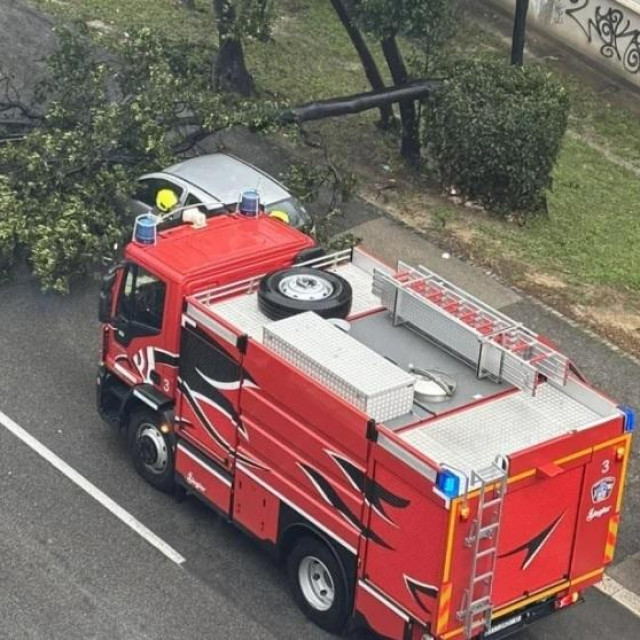 Srušeno stablo u Splitu