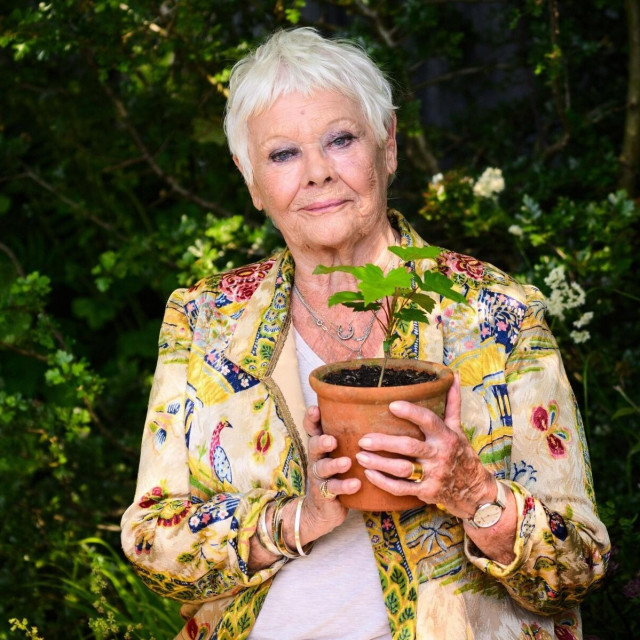 Judi Dench