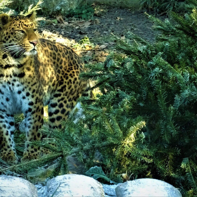 Kineski leopard