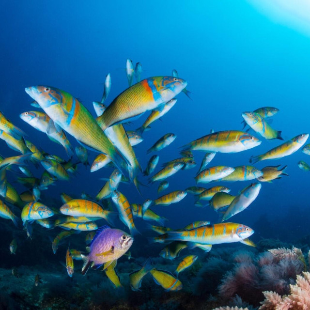 Chromis limbata i Thalassoma pavo