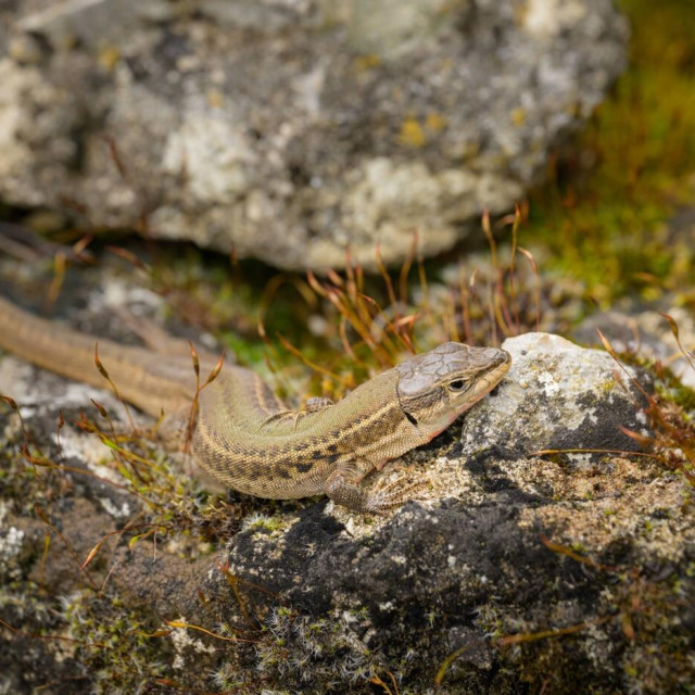 Podarcis melisellensis, ilustrativna fotografija