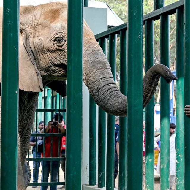 Ilustrativna fotografija slona u ZOO vrtu 